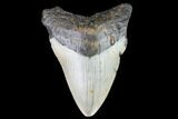 Fossil Megalodon Tooth - North Carolina #109009-1